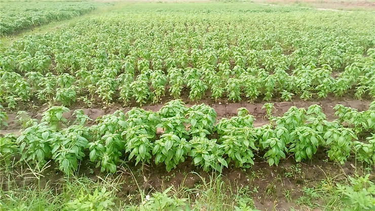 首页|尊龙人生就是博官网入口